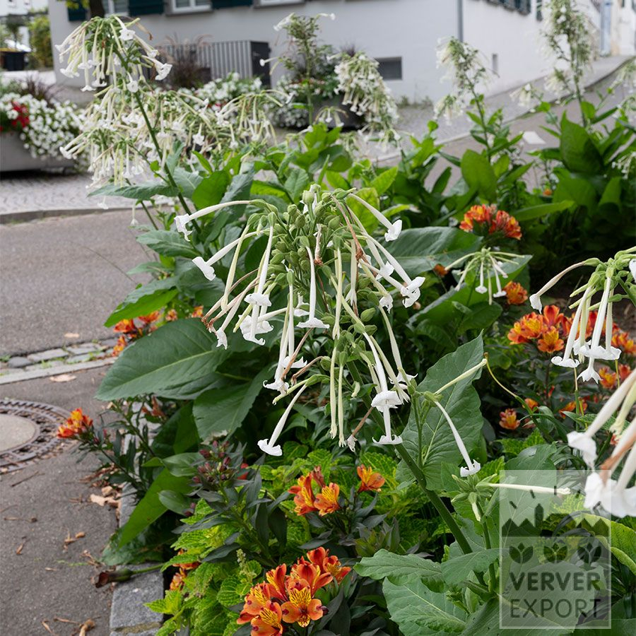 Zomer Tram Verver 'Dancer in the Dark' © / 7 m² (29376) - Afbeelding 2