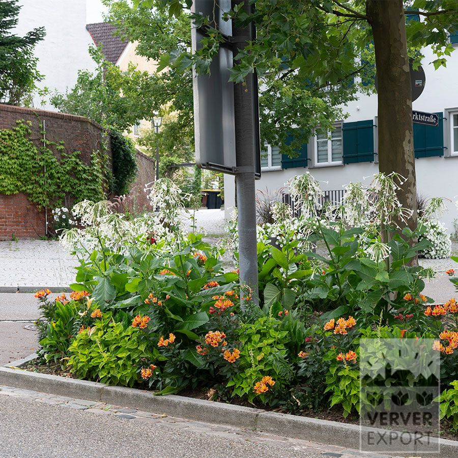 Zomer Tram Verver 'Dancer in the Dark' © / 7 m² (29376) - Afbeelding 3