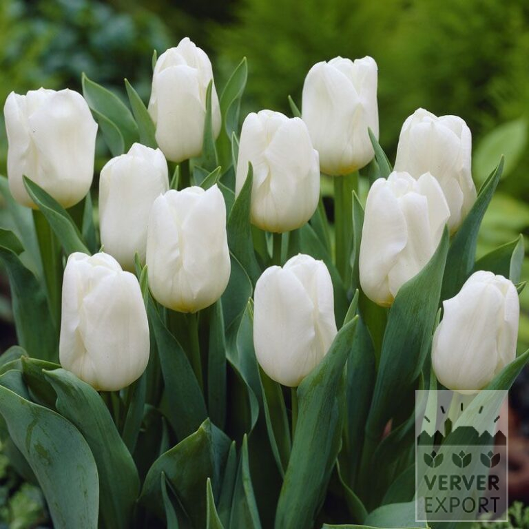 Tulips 'Calgary' (12105)