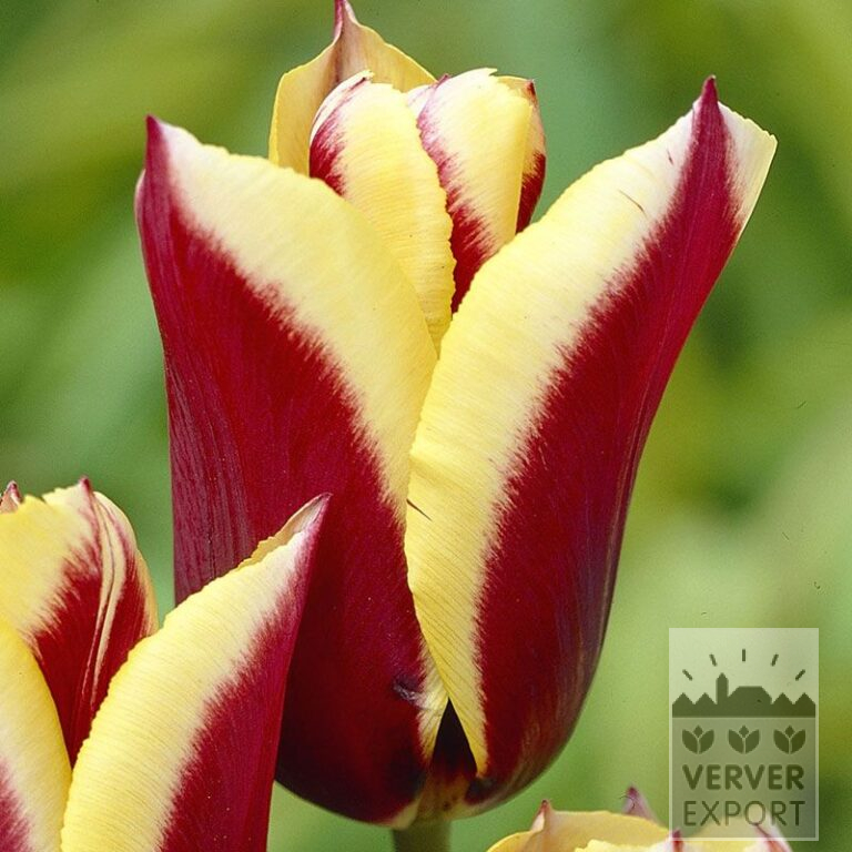 Tulpen 'Gavota' (12134)