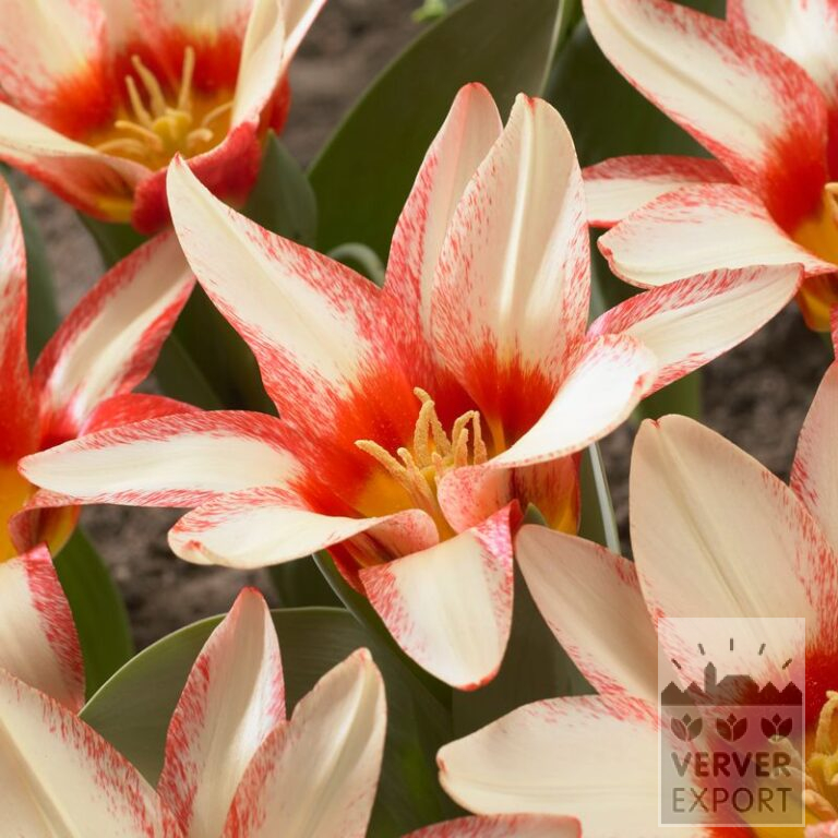 Tulpen 'Floresta' (12561)