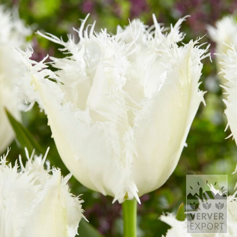 Tulipes 'Noordeinde' (12841)