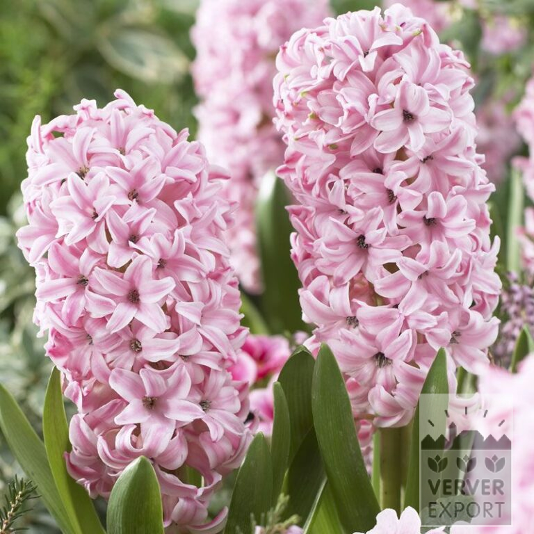Hyacinten 'Fondant' (13040)