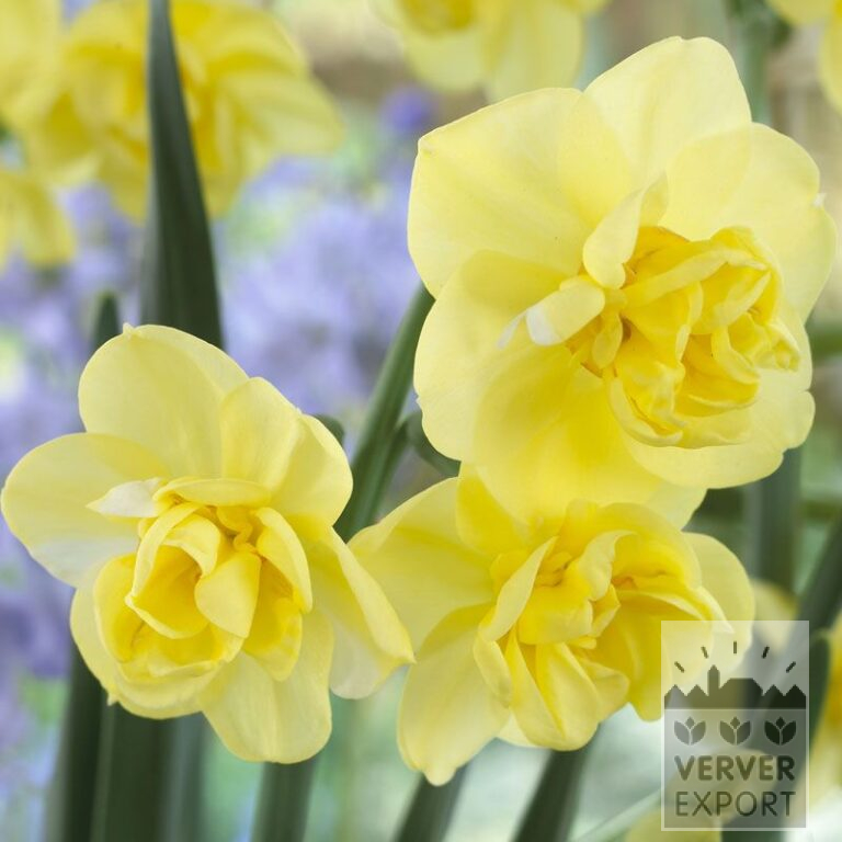 Narcissen 'Yellow Cheerfulness' (15021)
