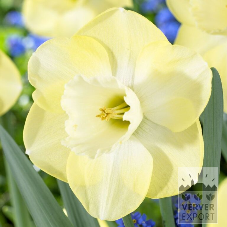Narcissen 'Avalon' (15025)