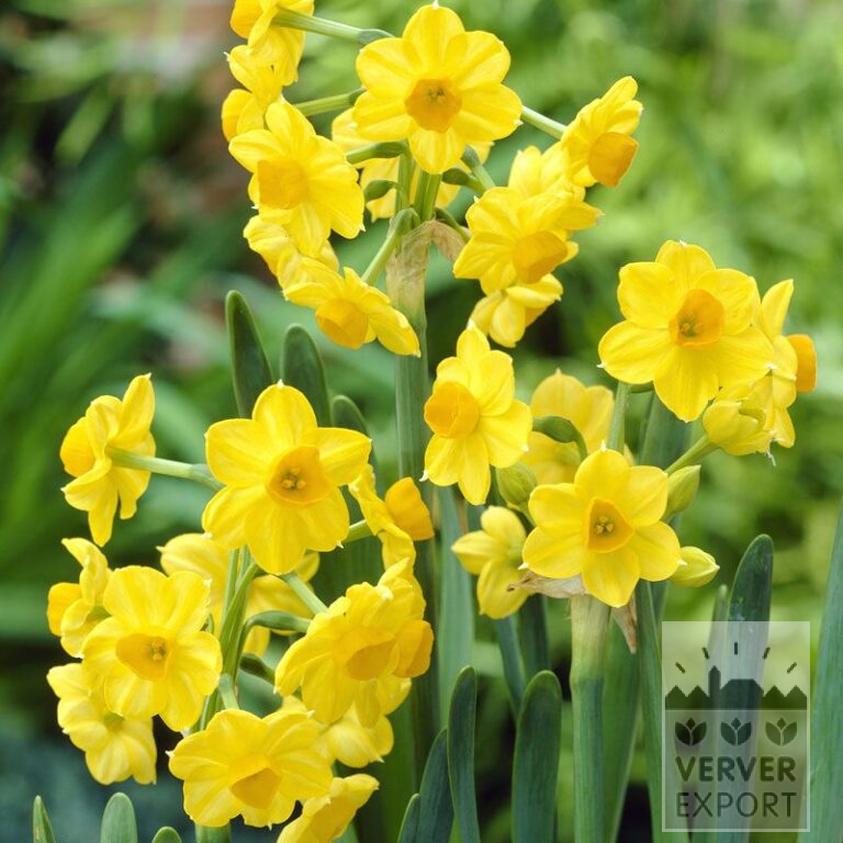 Narcissus tazetta 'Grand Soleil d'Or' (15073)
