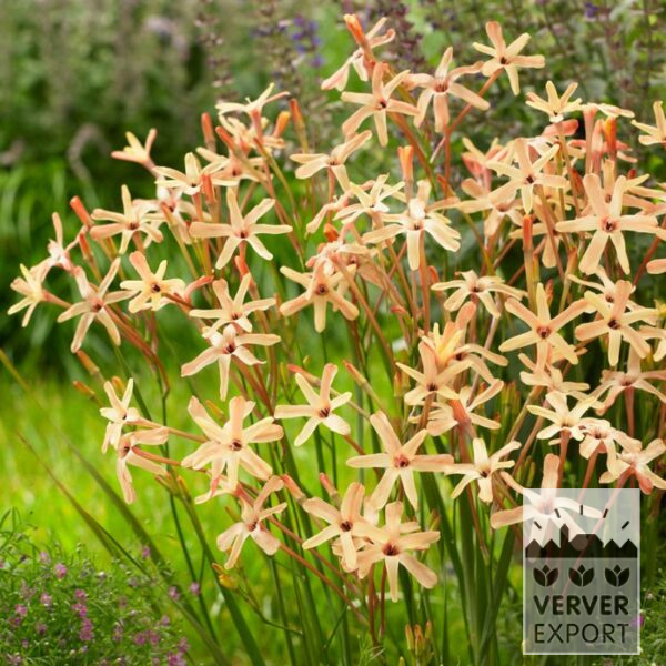 Ixias paniculata 'Eos' (16208)