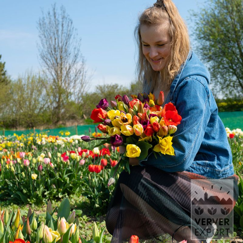 Pack Picking Spring 'Pleasure Spring' © 5000x (21801)