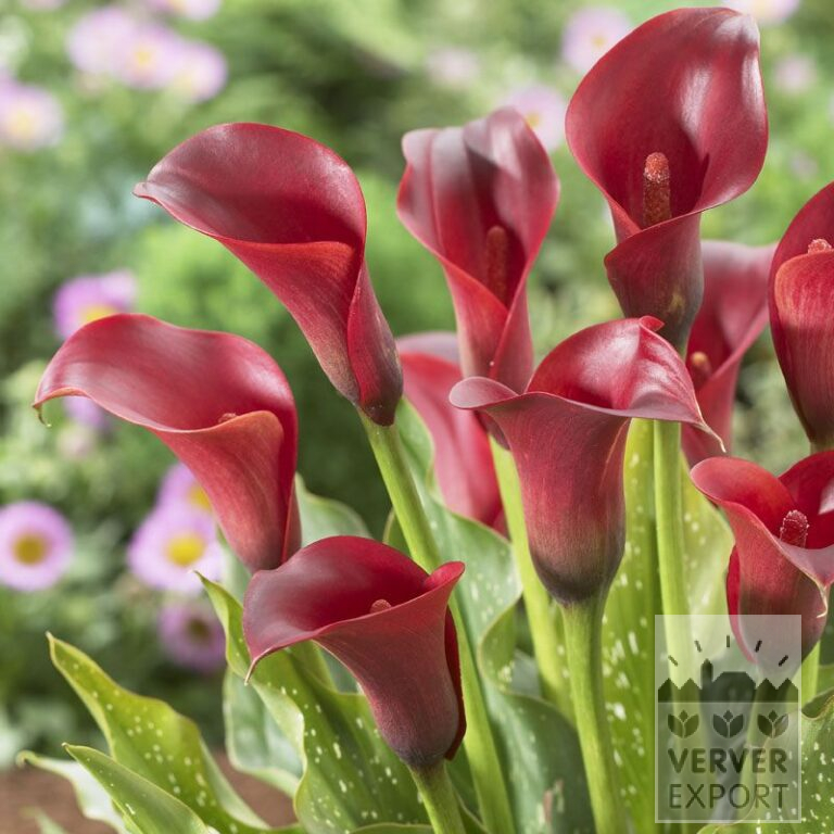 Zantedeschia op pot Supri-Rood (29188)