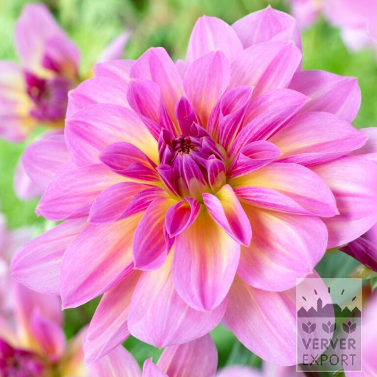 Dahlia Pré-Cultivés 'Pink Butterfly' (30009)