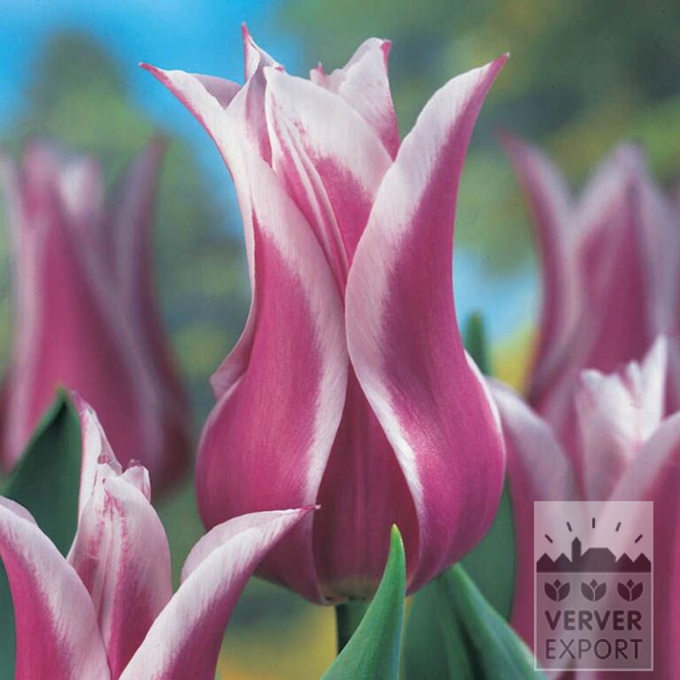 Tulpen 'Ballade' (12184) - Afbeelding 2