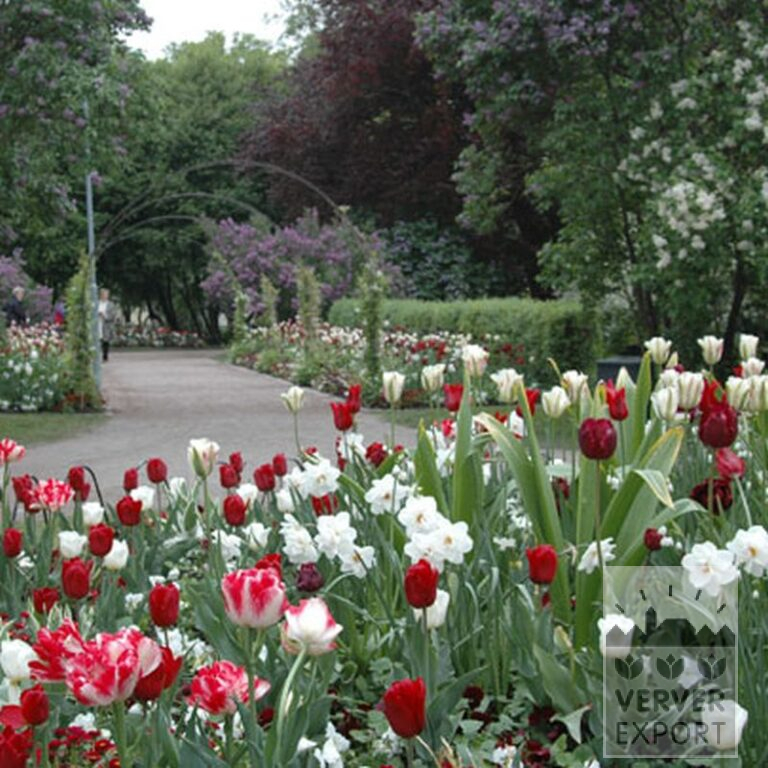 Tulpen 'Spring Green' (12288) - Afbeelding 2