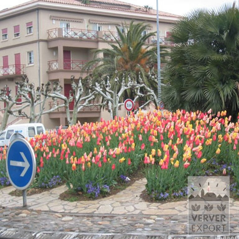 Tulpen 'Blushing Beauty' (12205) - Afbeelding 2