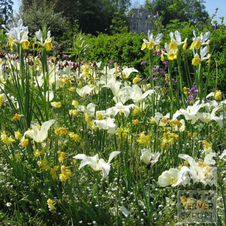 Dutch Iris 'Apollo' (36062) - Image 2