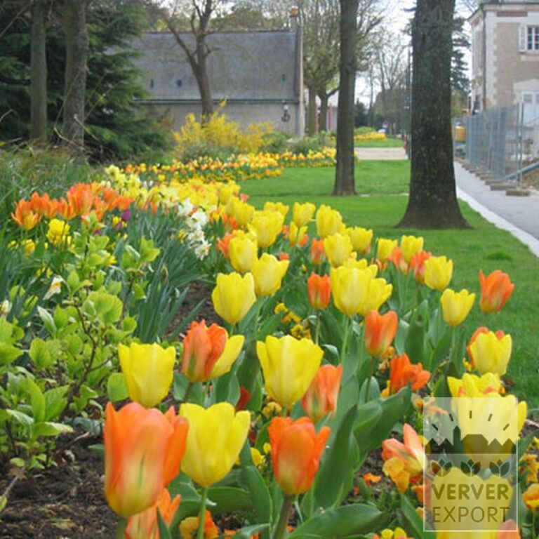 Tulips 'Orange Emperor' (12050) - Bild 3