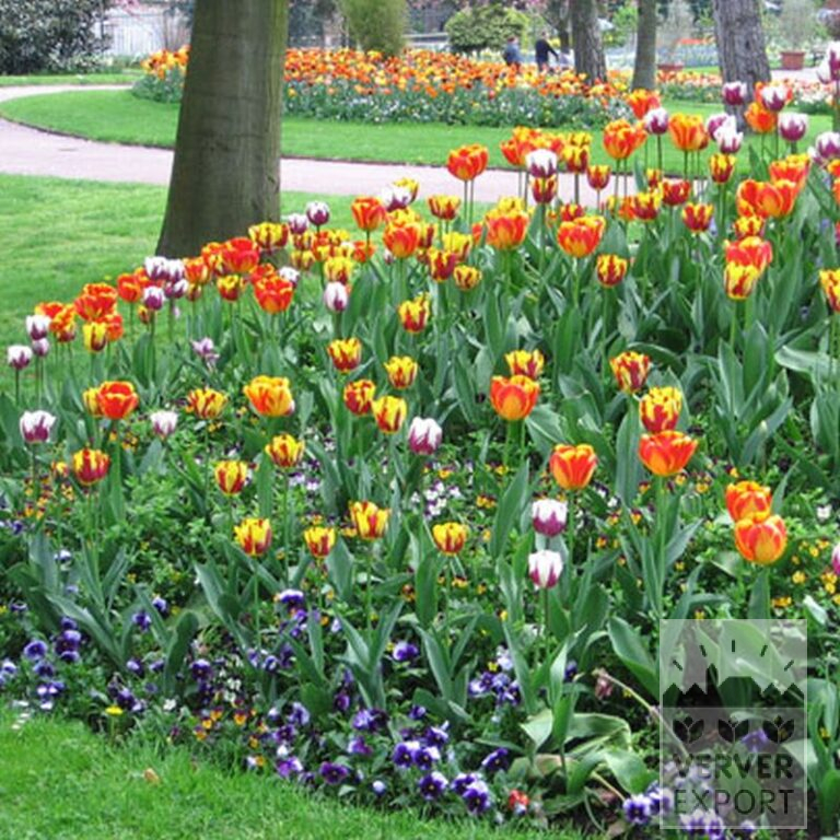 Tulpen 'Helmar' (12211) - Afbeelding 2