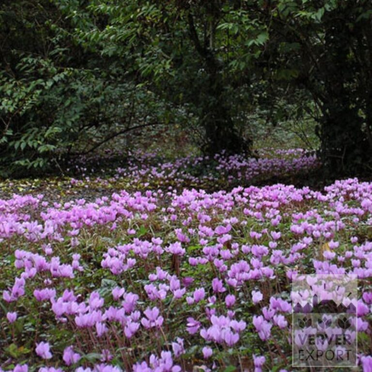 Cyclamen hederifolium (16036) – Bild 2