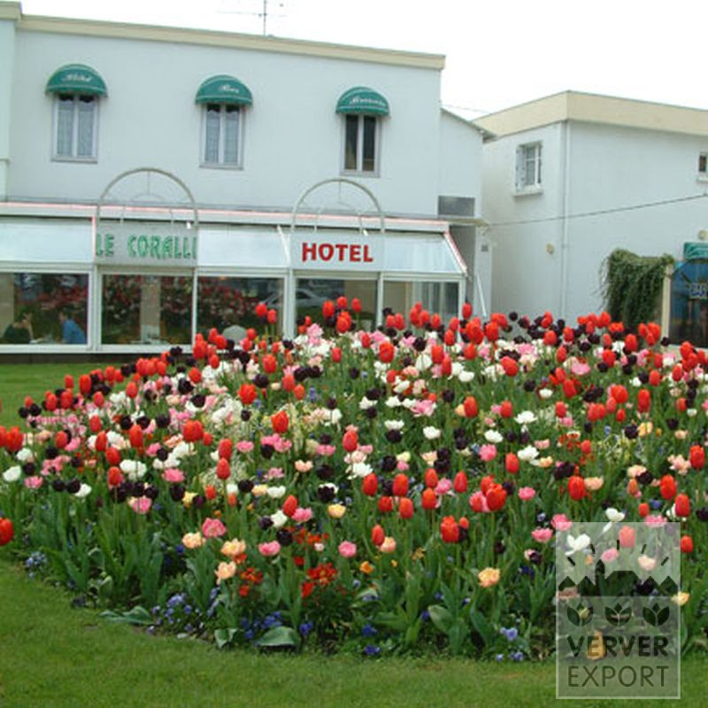 Tulpen 'Havran' (12139) - Afbeelding 4