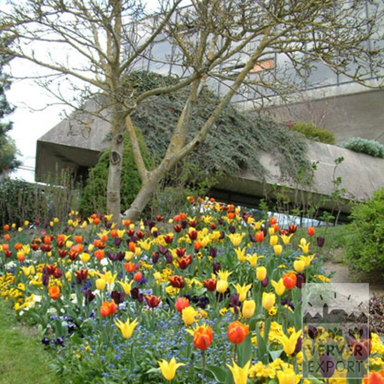 Tulpen 'Gavota' (12134) - Afbeelding 2