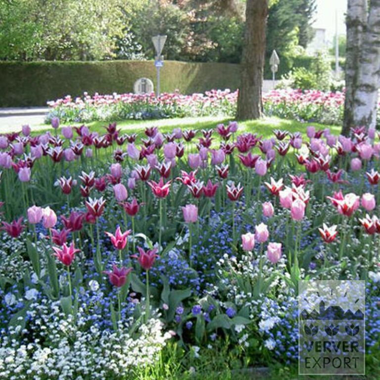 Tulpen 'Ballade' (12184) - Afbeelding 3