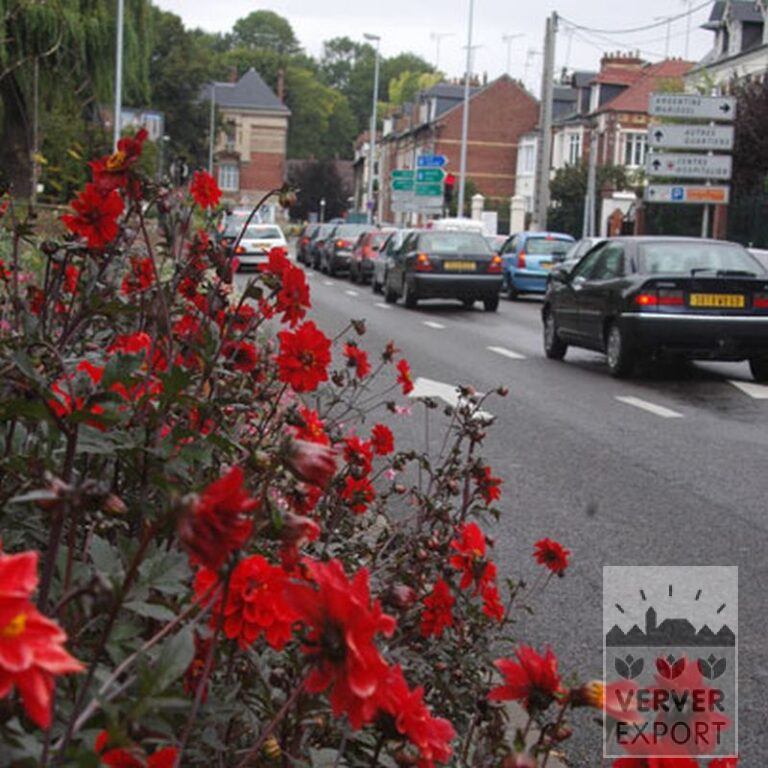 Dahlia 'Bishop of Llandaff' (22159) - Image 3