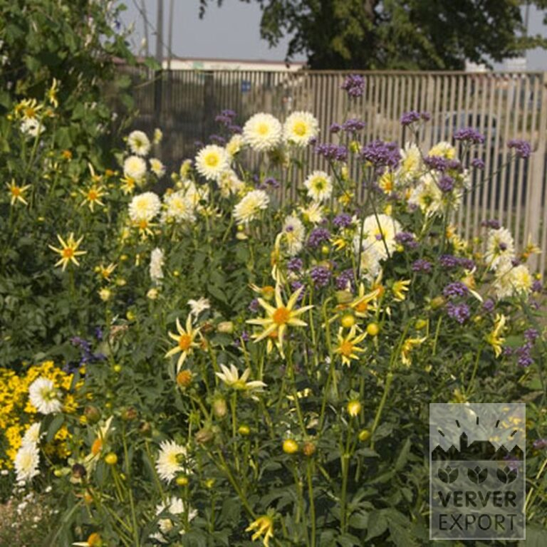 Dahlia Honka Jaune (22198) – Image 2