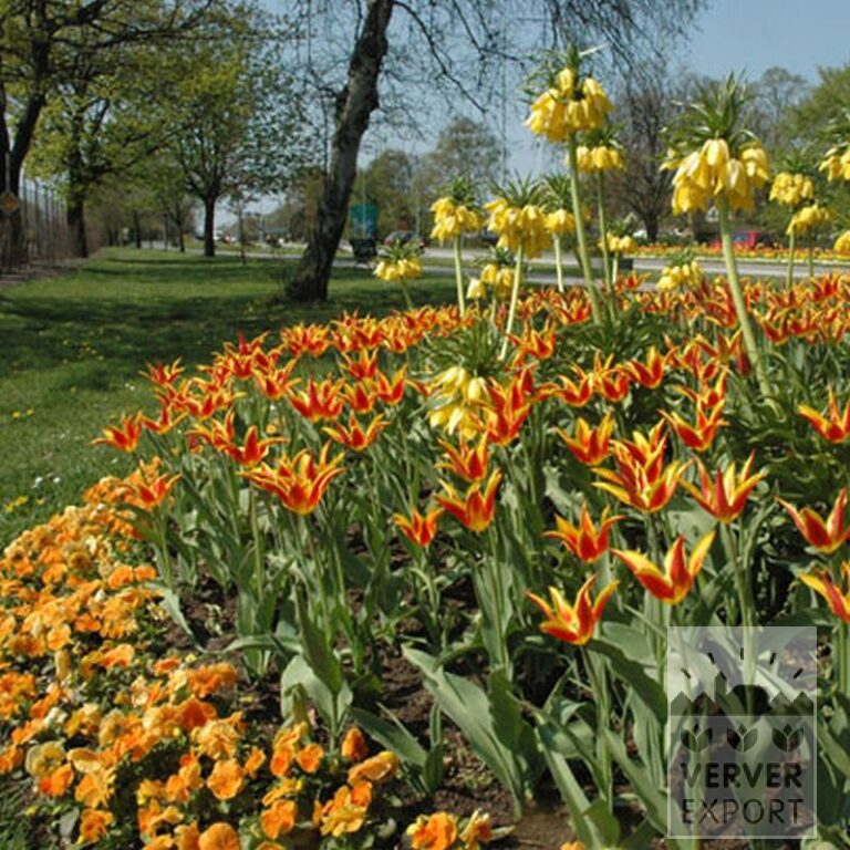 Fritillaria imperialis 'Lutea' (16053) - Bild 8