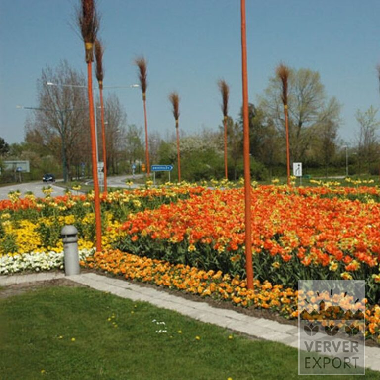 Fritillaria imperialis 'Lutea' (16053) - Bild 9