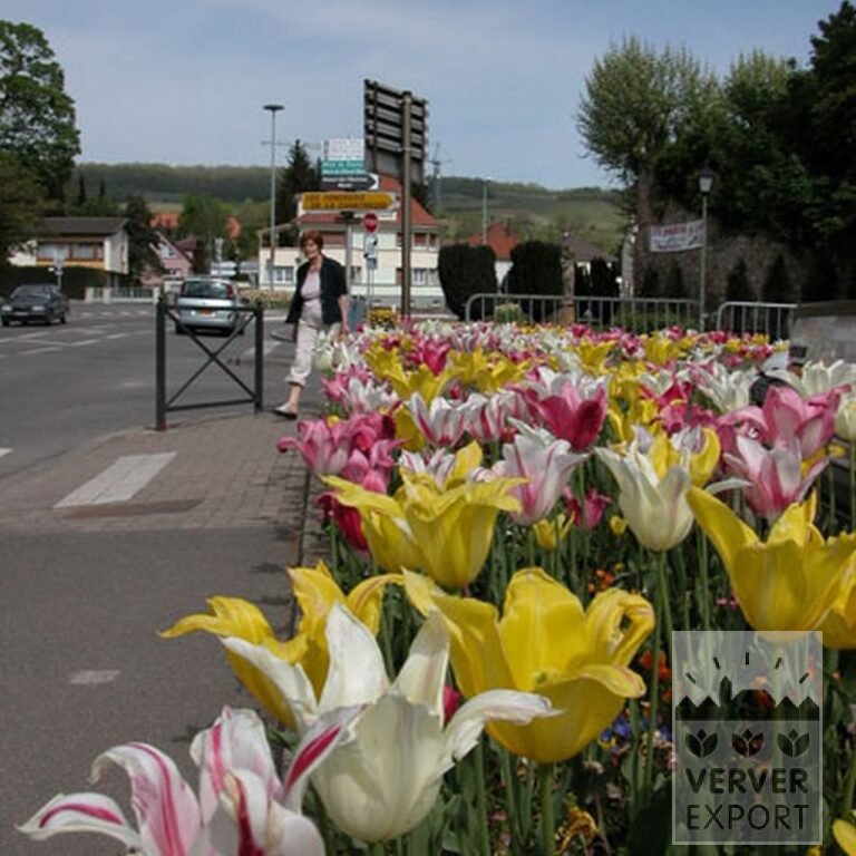Tulpen 'Marilyn' (12194) - Afbeelding 4