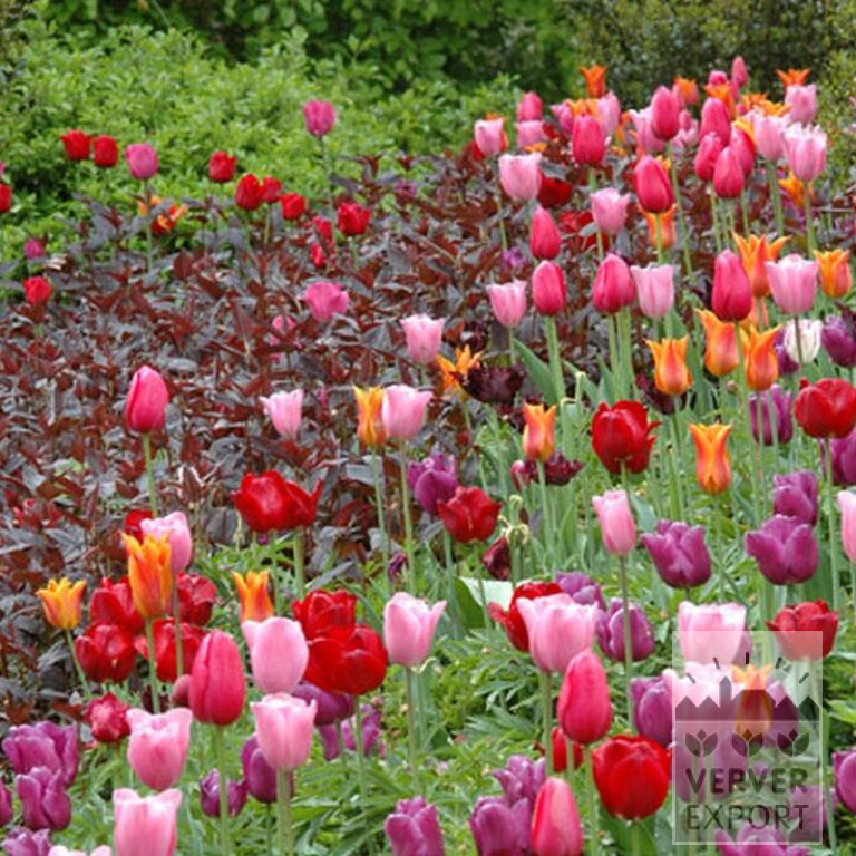 Tulpen 'Ballerina' (12185) - Afbeelding 4