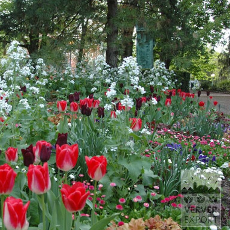 Tulpen 'Garden Party' (12132) - Afbeelding 2