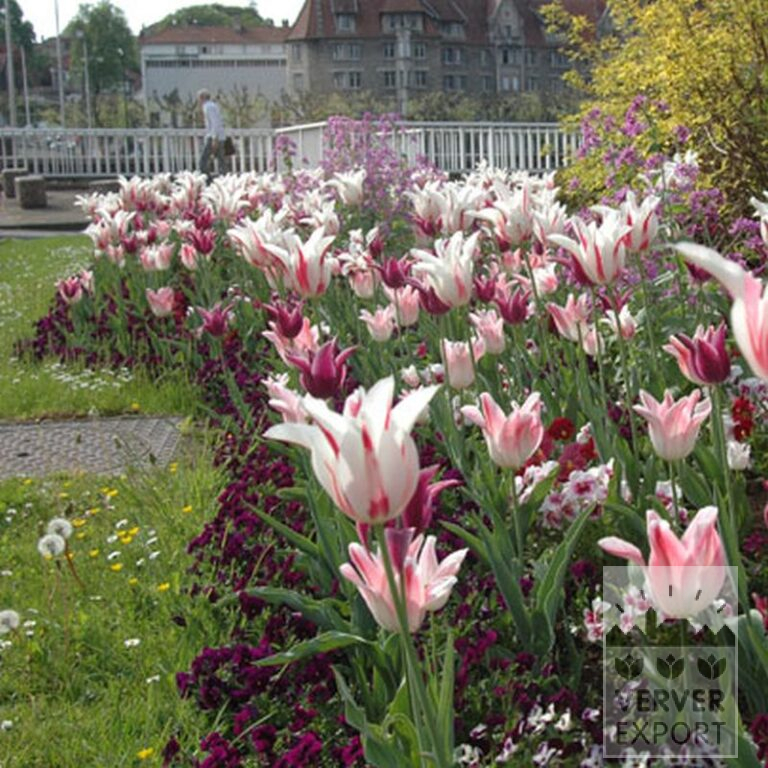 Tulpen 'Ballade' (12184) - Afbeelding 4