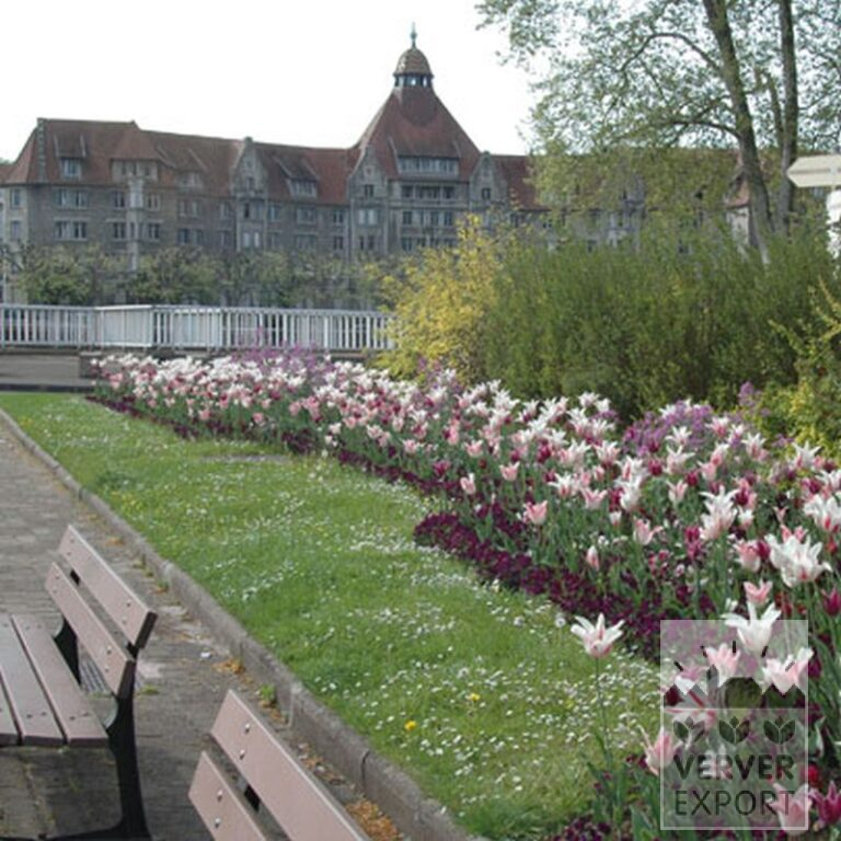 Tulpen 'Ballade' (12184) - Afbeelding 5