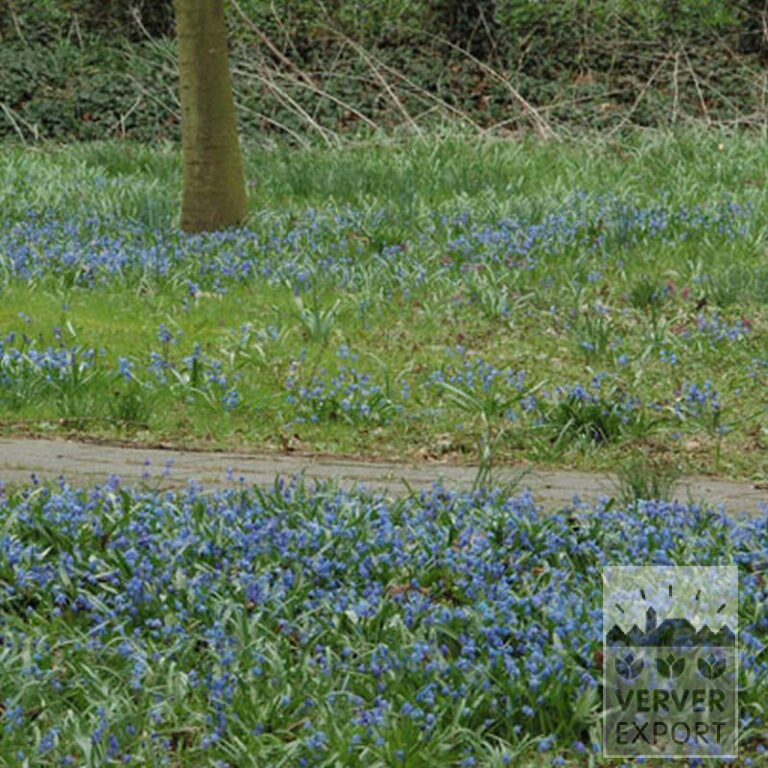 Scilla siberica (16103) - Afbeelding 3