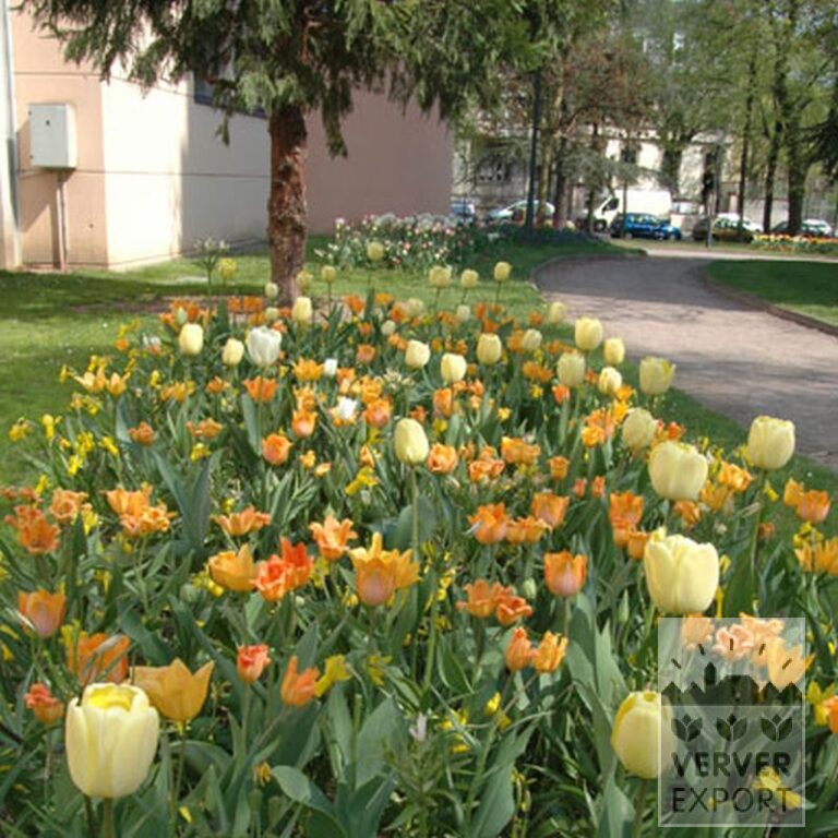 Tulpen 'Ballerina' (12185) - Afbeelding 7