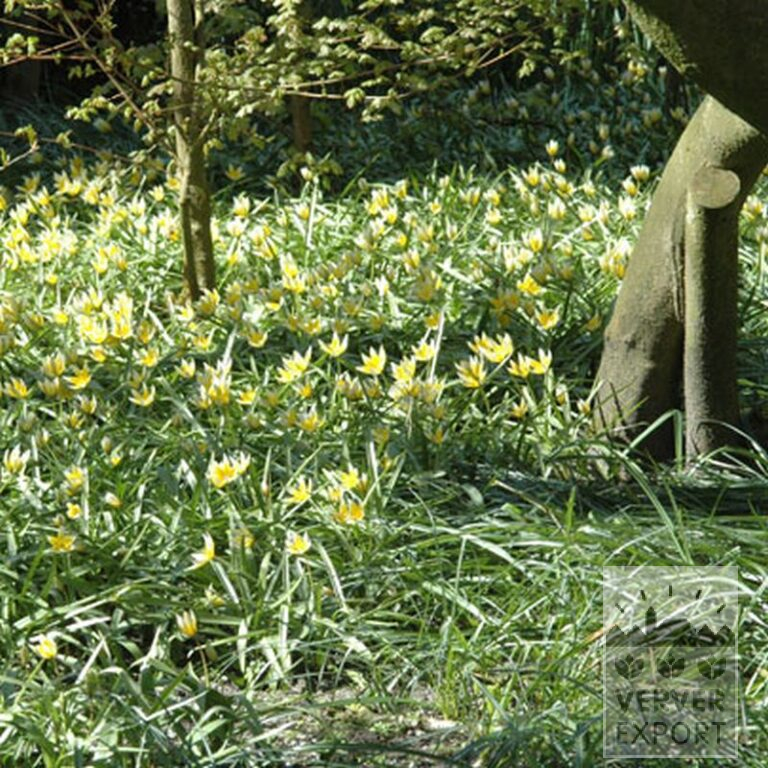 Tulpen tarda (12013) - Afbeelding 2