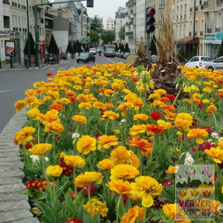 Tulpen 'Double Gudoshnik' (12338) - Afbeelding 2