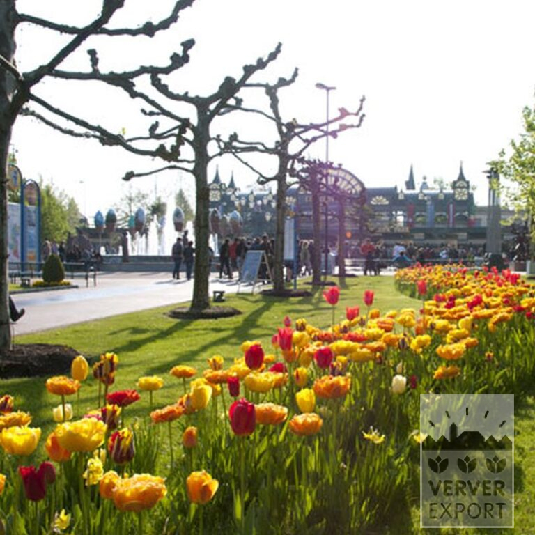 Tulpen 'Helmar' (12211) - Afbeelding 4