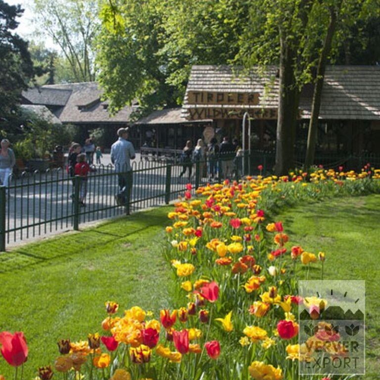 Tulpen 'Helmar' (12211) - Afbeelding 5