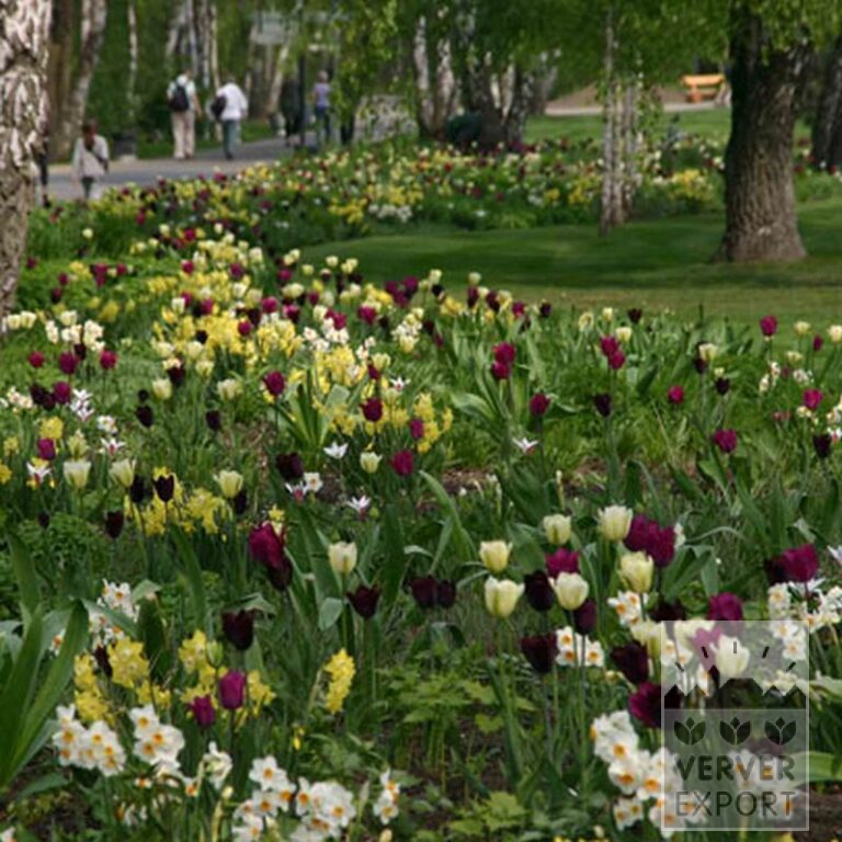 Tulpen 'Spring Green' (12288) - Afbeelding 4