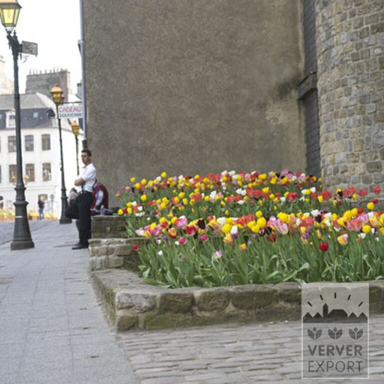 Tulpen 'Apricot Emperor' (12059) - Afbeelding 2