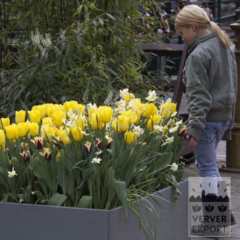 Tulpen 'Gavota' (12134) - Afbeelding 3