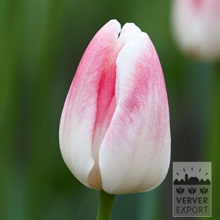 Tulips 'Inez' (12859)