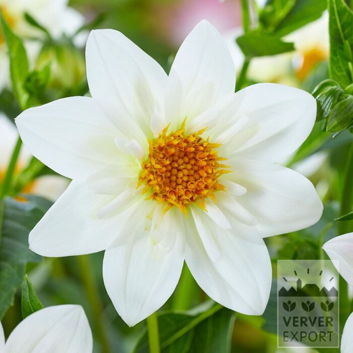 Dahlia 'Impression Flamenco' (22062)