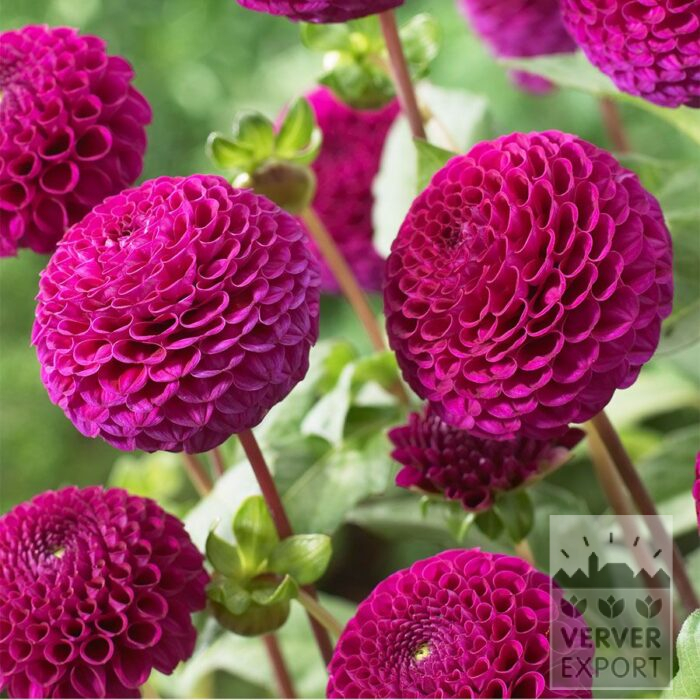 Dahlia 'Rocco' (22123)