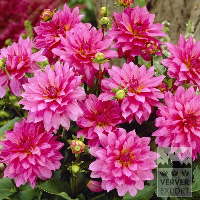 Dahlia 'Renoir' (22151)