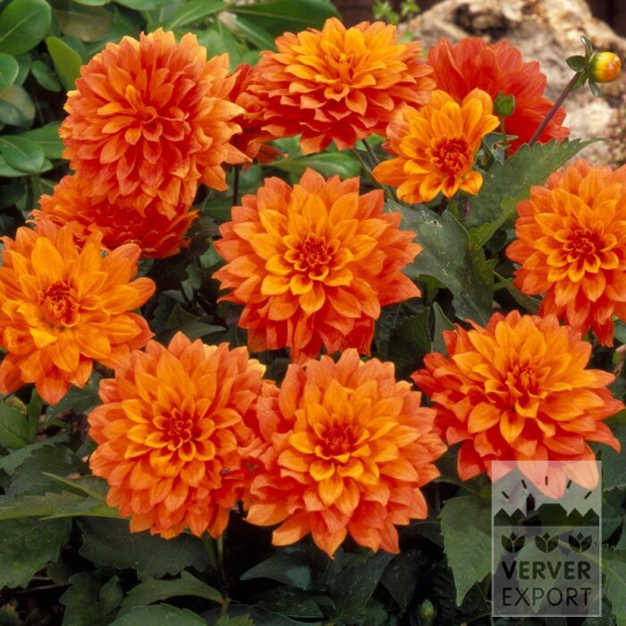 Dahlia 'Vincent' (22154)