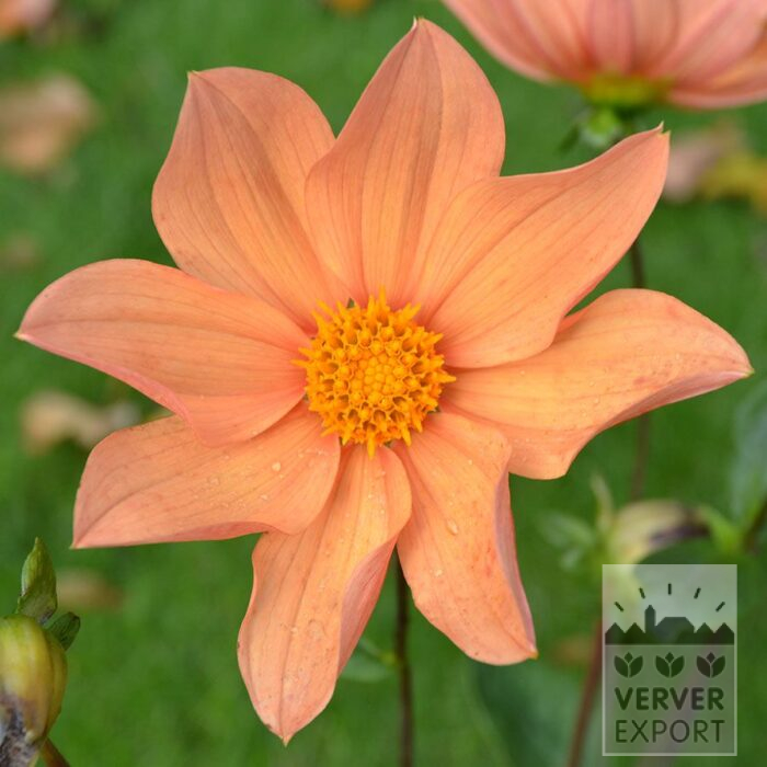 Dahlia Bio 'Fancy Frey' (22445)