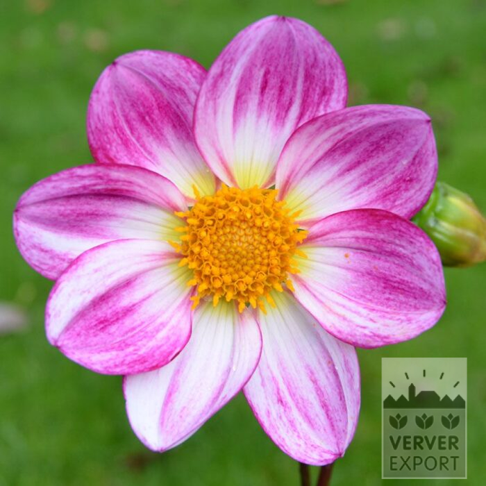 Dahlia Bio 'Hetty' (22446)