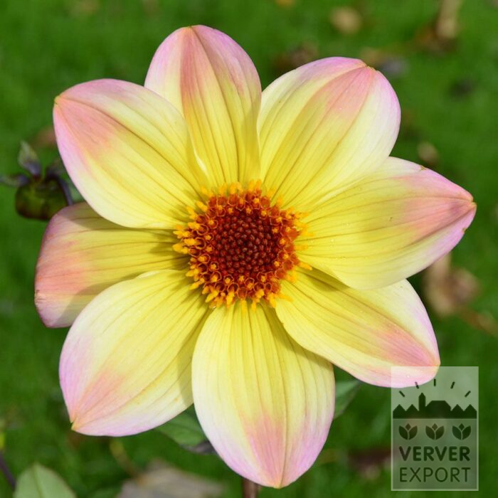 Dahlia Bio 'Mario' (22447)